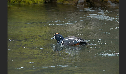 Kragenente (Histrionicus histrionicus)