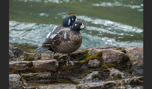 Kragenente (Histrionicus histrionicus)