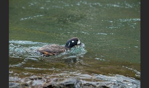 Kragenente (Histrionicus histrionicus)