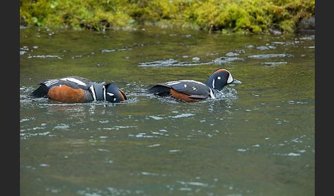 Kragenente (Histrionicus histrionicus)