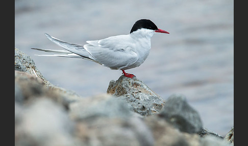 Küstenseeschwalbe (Sterna paradisaea)