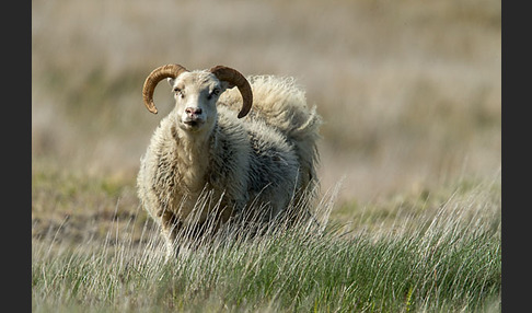 Islandschaf (Ovis orientalis f. aries)