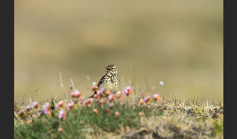 Wiesenpieper (Anthus pratensis)