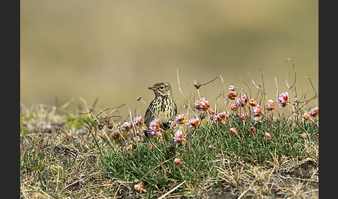 Wiesenpieper (Anthus pratensis)