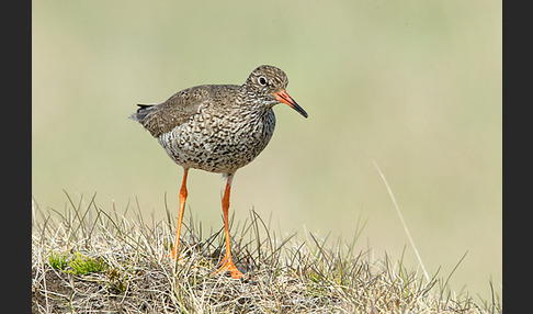 Rotschenkel (Tringa totanus)