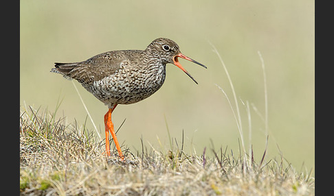 Rotschenkel (Tringa totanus)