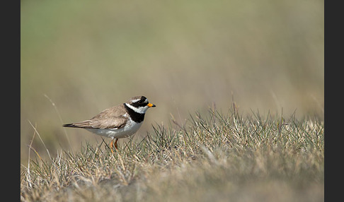 Sandregenpfeifer (Charadrius hiaticula)