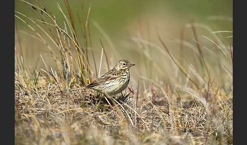 Wiesenpieper (Anthus pratensis)