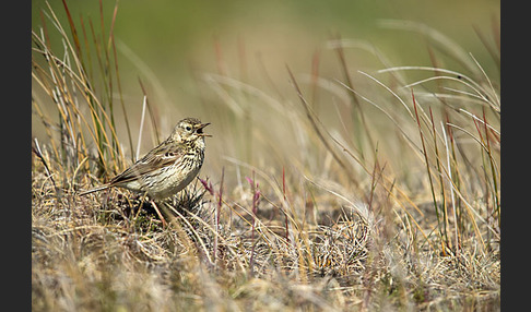 Wiesenpieper (Anthus pratensis)