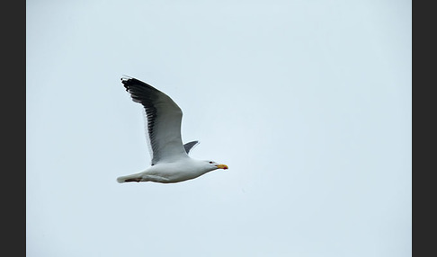 Mantelmöwe (Larus marinus)