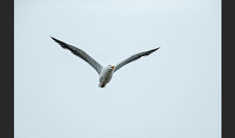 Mantelmöwe (Larus marinus)