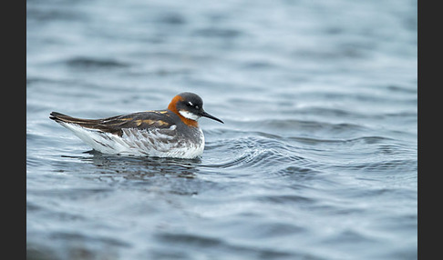 Odinshühnchen (Phalaropus lobatus)