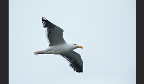 Mantelmöwe (Larus marinus)