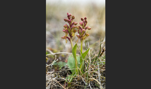 Grüne Hohlzunge (Coeloglossum viride)