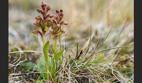 Grüne Hohlzunge (Coeloglossum viride)