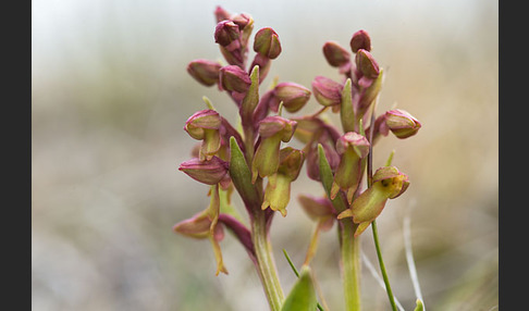 Grüne Hohlzunge (Coeloglossum viride)