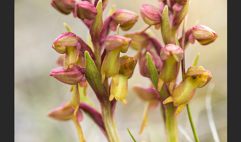 Grüne Hohlzunge (Coeloglossum viride)