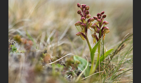 Grüne Hohlzunge (Coeloglossum viride)