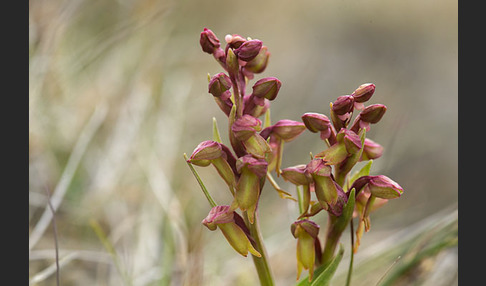 Grüne Hohlzunge (Coeloglossum viride)