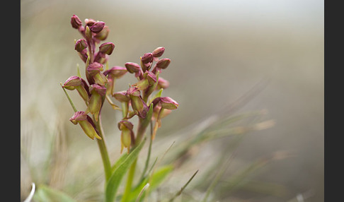 Grüne Hohlzunge (Coeloglossum viride)