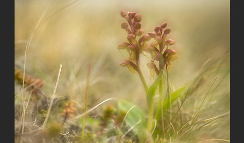 Grüne Hohlzunge (Coeloglossum viride)