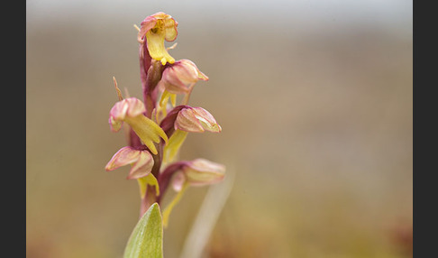 Grüne Hohlzunge (Coeloglossum viride)