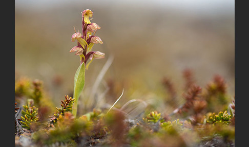 Grüne Hohlzunge (Coeloglossum viride)