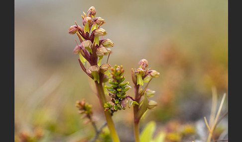 Grüne Hohlzunge (Coeloglossum viride)