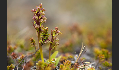 Grüne Hohlzunge (Coeloglossum viride)