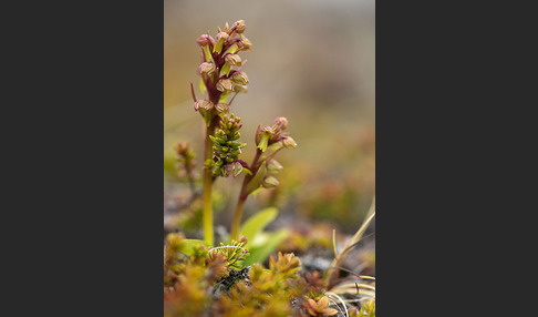 Grüne Hohlzunge (Coeloglossum viride)