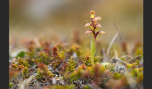 Grüne Hohlzunge (Coeloglossum viride)