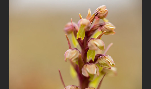 Grüne Hohlzunge (Coeloglossum viride)