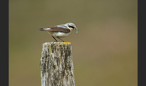 Steinschmätzer (Oenanthe oenanthe)