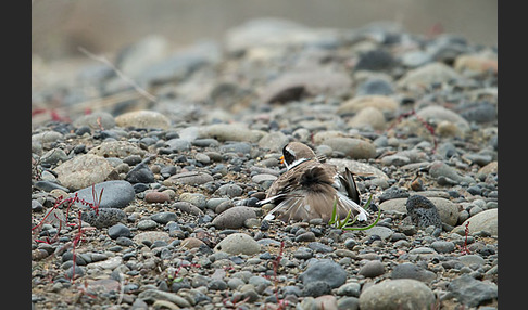 Sandregenpfeifer (Charadrius hiaticula)