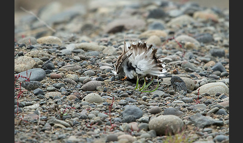 Sandregenpfeifer (Charadrius hiaticula)