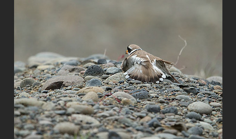 Sandregenpfeifer (Charadrius hiaticula)