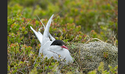 Küstenseeschwalbe (Sterna paradisaea)