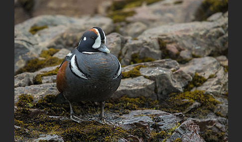 Kragenente (Histrionicus histrionicus)