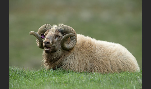 Islandschaf (Ovis orientalis f. aries)