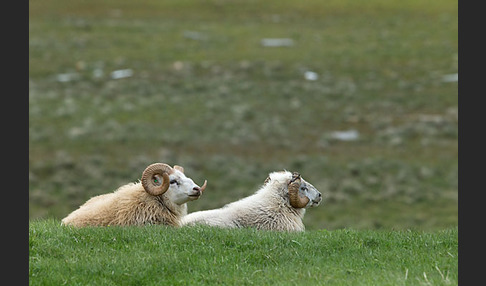 Islandschaf (Ovis orientalis f. aries)