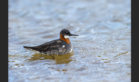 Odinshühnchen (Phalaropus lobatus)