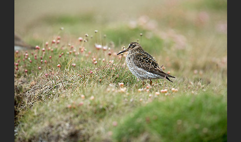 Meerstrandläufer (Calidris maritima)