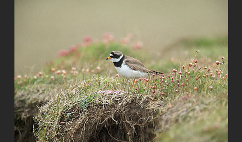 Sandregenpfeifer (Charadrius hiaticula)