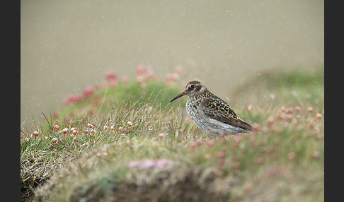 Meerstrandläufer (Calidris maritima)