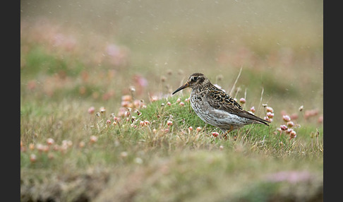 Meerstrandläufer (Calidris maritima)