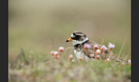 Sandregenpfeifer (Charadrius hiaticula)