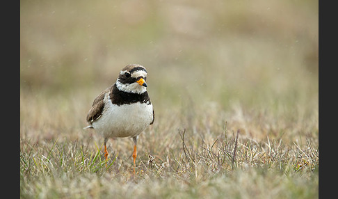 Sandregenpfeifer (Charadrius hiaticula)