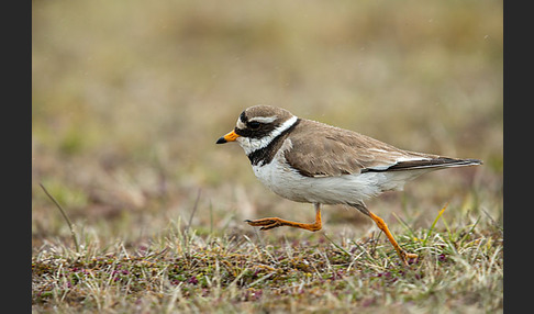 Sandregenpfeifer (Charadrius hiaticula)