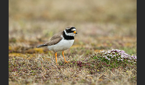 Sandregenpfeifer (Charadrius hiaticula)