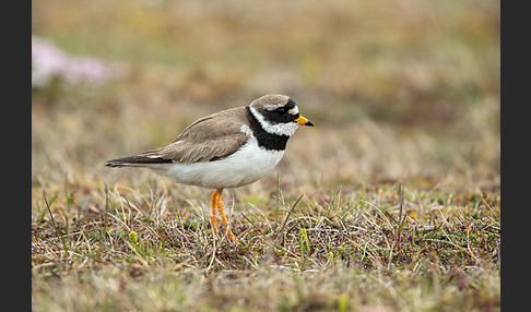 Sandregenpfeifer (Charadrius hiaticula)